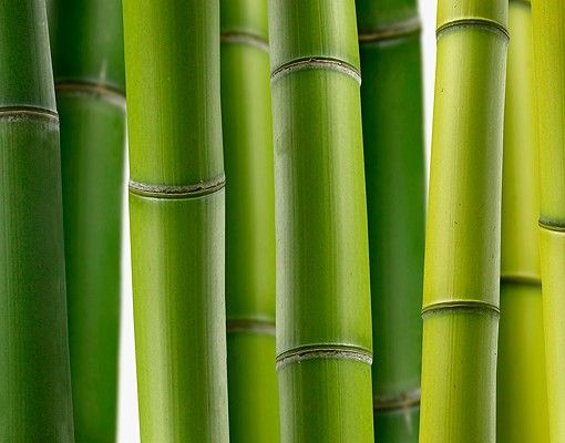 Adesivo per piastrelle - Bamboo Plants