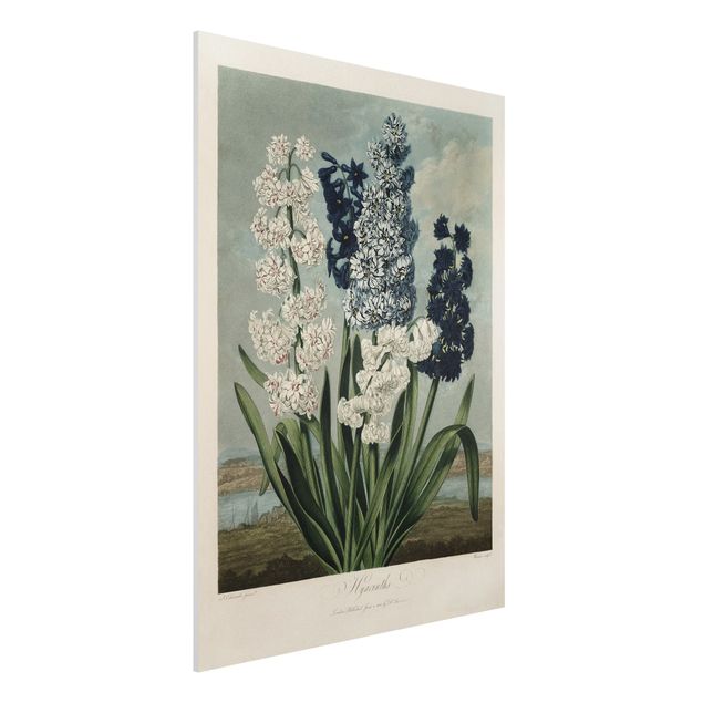 Stampa su Forex - illustrazione d'epoca Botanica blu e bianco Giacinti - Verticale 4:3
