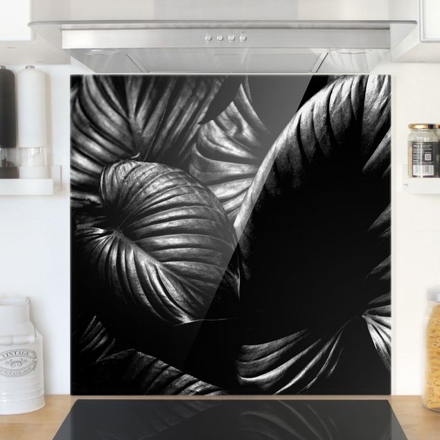 paraschizzi vetro magnetico Hosta botanica in bianco e nero