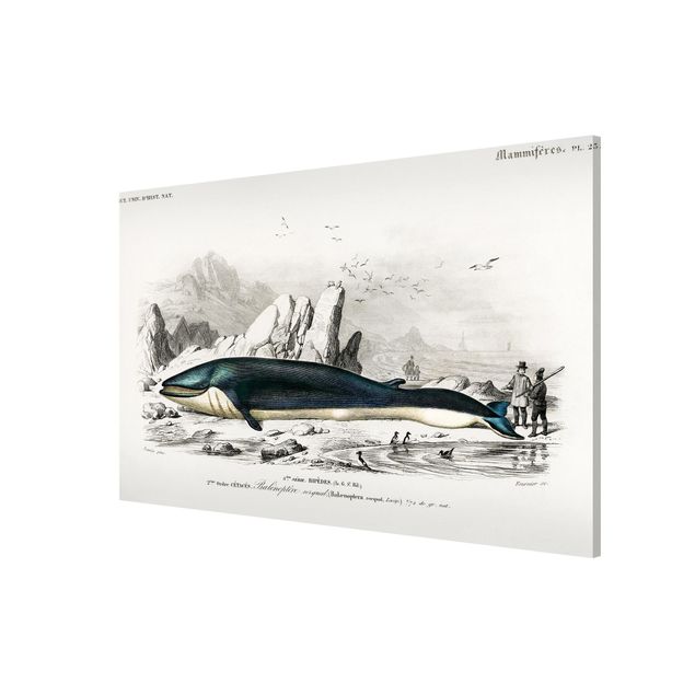 Lavagna magnetica - Vintage Consiglio Blue Whale - Formato orizzontale 3:2