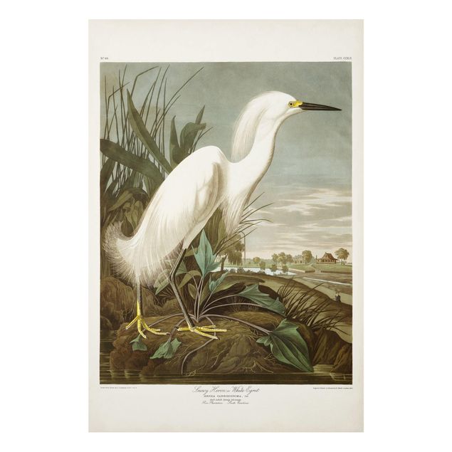 Stampa su Forex - Consiglio Vintage White Heron I - Verticale 3:2