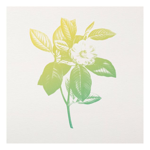 Stampa su Forex - Moderna Vintage Botanica Fiore di ciliegio Verde Giallo - Quadrato 1:1