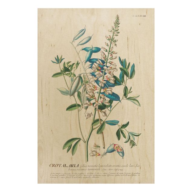 Stampa su legno - Vintage botanico Legumi Illustrazione - Verticale 3:2