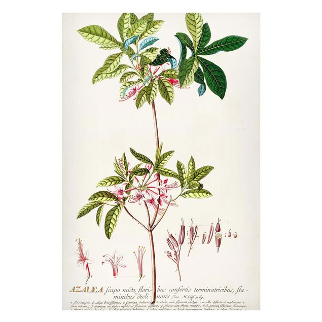 Lavagna magnetica - Vintage botanica Azalea - Formato verticale 2:3
