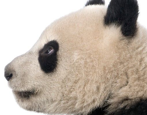 Adesivo per piastrelle - Standing Panda