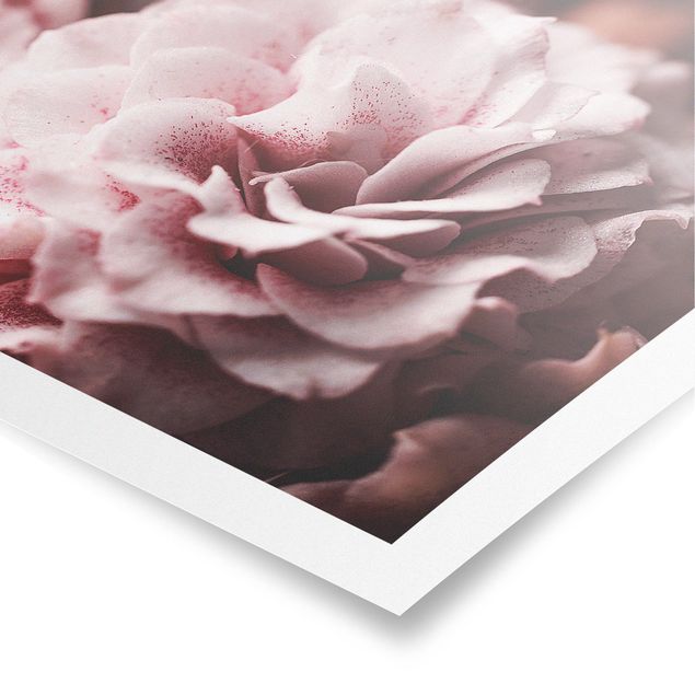 Poster - Shabby Pink Rose pastello - Orizzontale 2:3