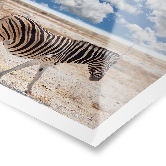Poster - Zebra nella savana - Quadrato 1:1