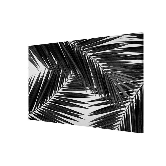 Lavagna magnetica - Vista tra le foglie di palme in bianco e nero