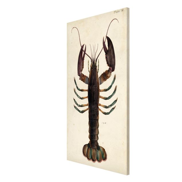 Lavagna magnetica - Vintage Illustrazione Lobster - Formato verticale 4:3