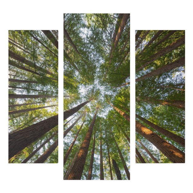 Stampa su tela 3 parti - Sequoia Tree Tops - Trittico da galleria