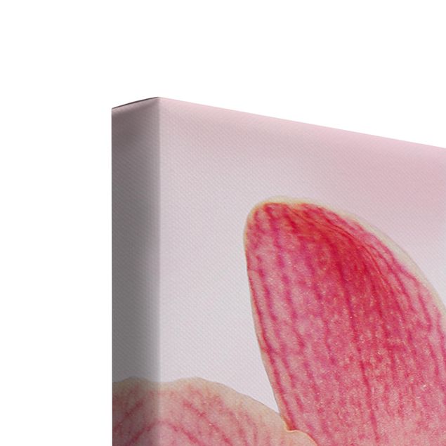 Stampa su tela 3 parti - Pink Orchids On Water - Trittico da galleria