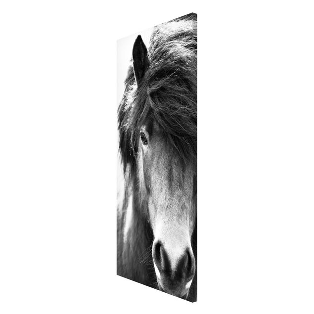 Lavagna magnetica nero Cavallo islandese in bianco e nero