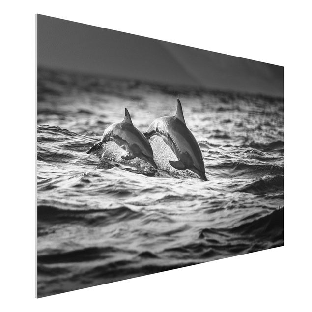 stampe animali Due delfini che saltano