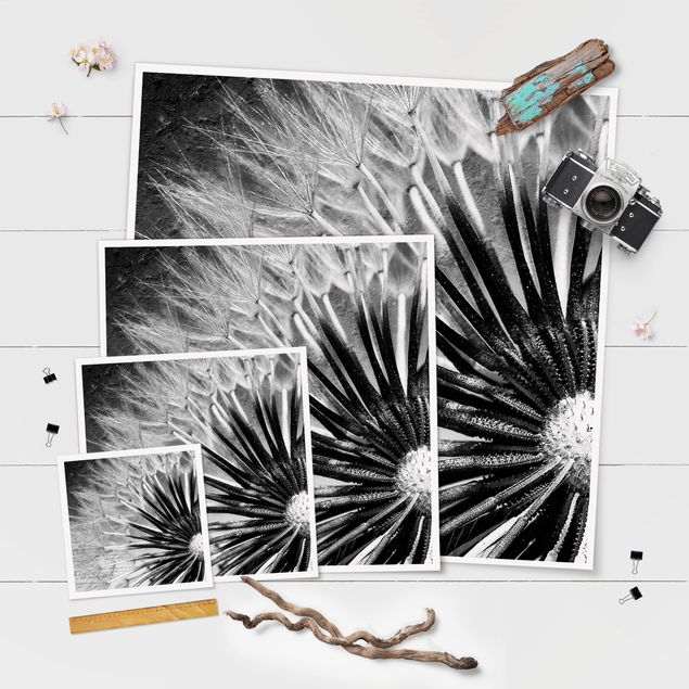 Poster - Dandelion Black & White - Quadrato 1:1