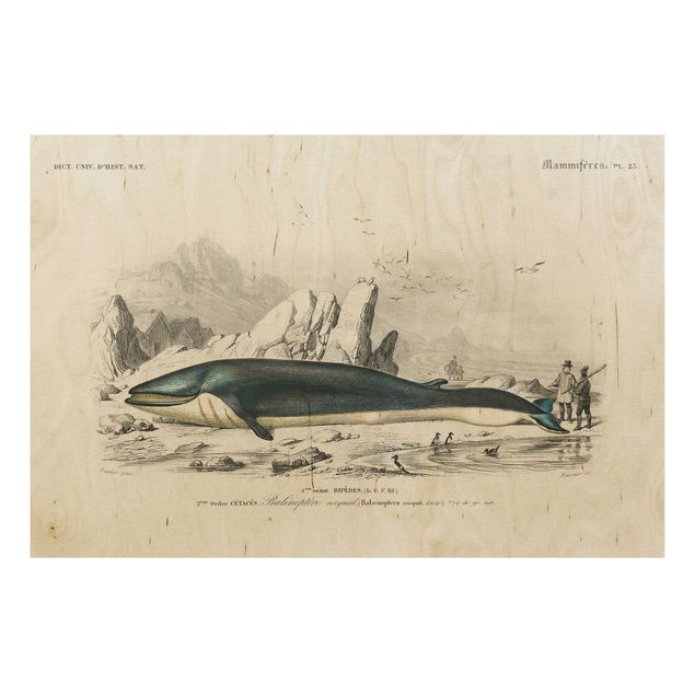 Stampa su legno - Vintage Consiglio Blue Whale - Orizzontale 2:3