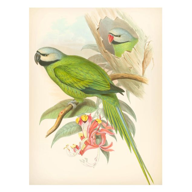 Lavagna magnetica per ufficio Illustrazione vintage Uccelli tropicali II