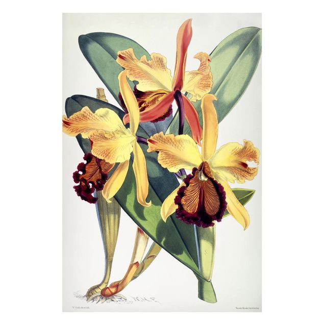 Walter Hood Fitch Walter Hood Fitch - Orchidea