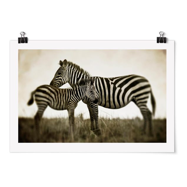 Poster - Zebra coppia - Orizzontale 2:3