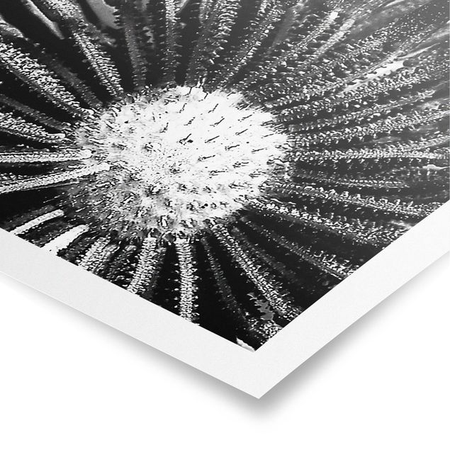 Poster - Dandelion Black & White - Panorama formato orizzontale