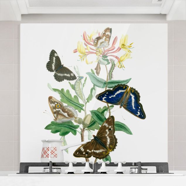 paraschizzi cucina vetro magnetico Farfalle britanniche IV