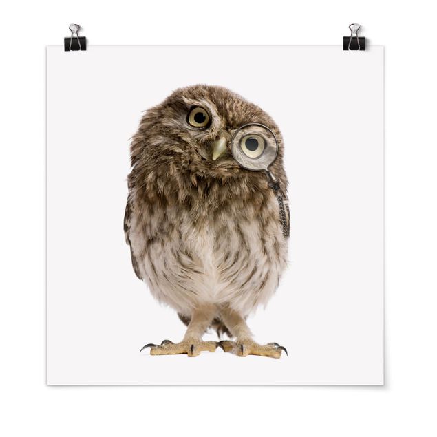 Poster - Curioso Owl - Quadrato 1:1