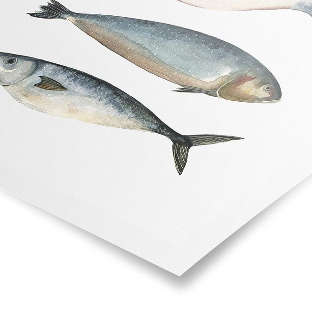 Poster - Quattro pesci in acqua di colore II - Verticale 4:3