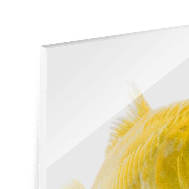 Paraschizzi in vetro - Goldfish Yellow