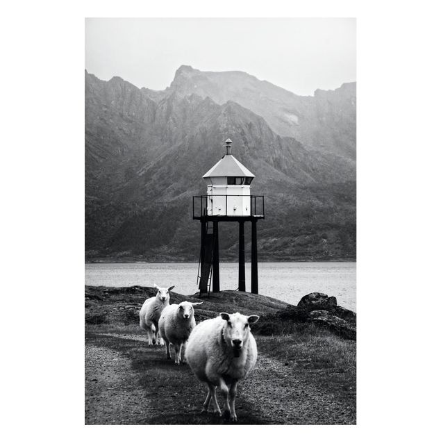 Lavagna magnetica per ufficio Tre pecore alle Lofoten