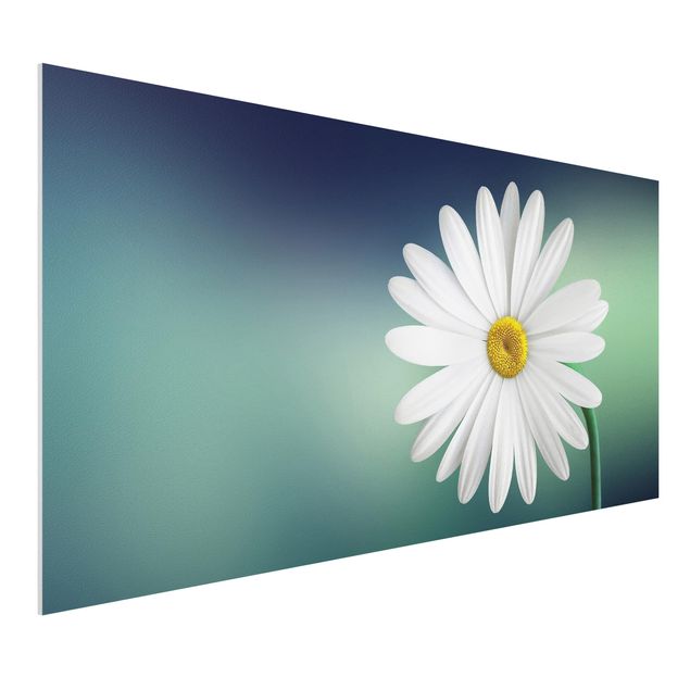 Quadro in forex - Daisies Close Up - Orizzontale 2:1