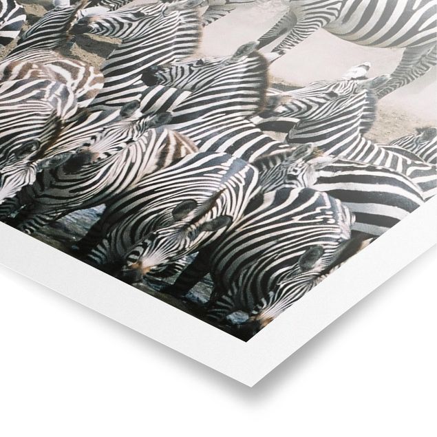 Poster - Zebra Herd - Verticale 4:3