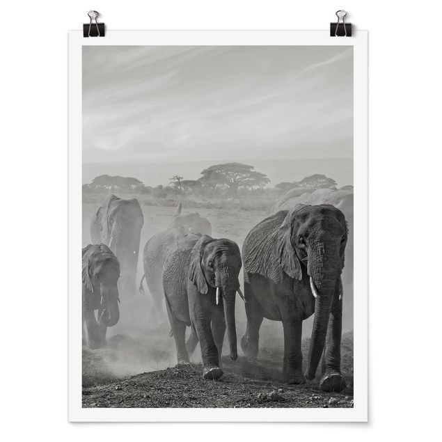 Poster - Branco di elefanti - Verticale 4:3