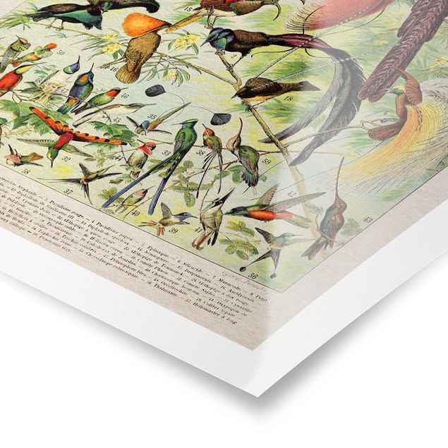 Poster - Uccelli da tavolo d'epoca del paradiso - Verticale 4:3