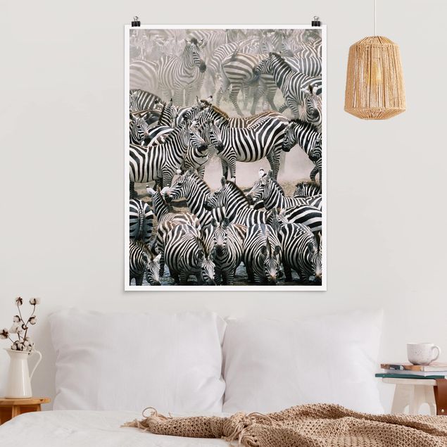 stampe animali Branco di zebre