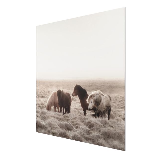 Stampa su alluminio - Cavallo selvaggio d'Islanda