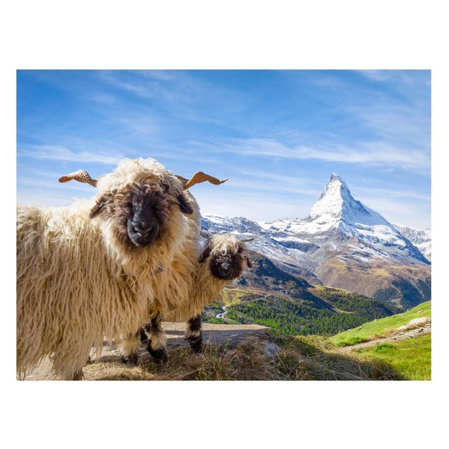 Lavagna magnetica per ufficio Pecore dal naso nero di Zermatt