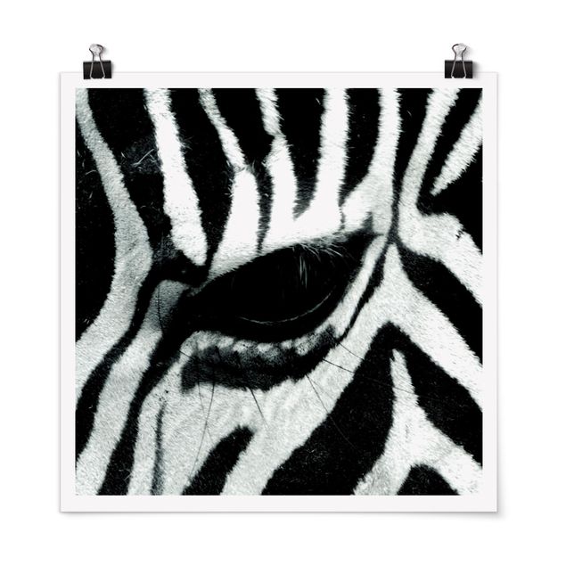 Poster - zebra - Quadrato 1:1