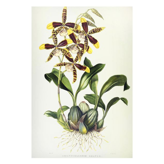 Riproduzioni di Maxim Gauci Maxim Gauci - Orchidea II