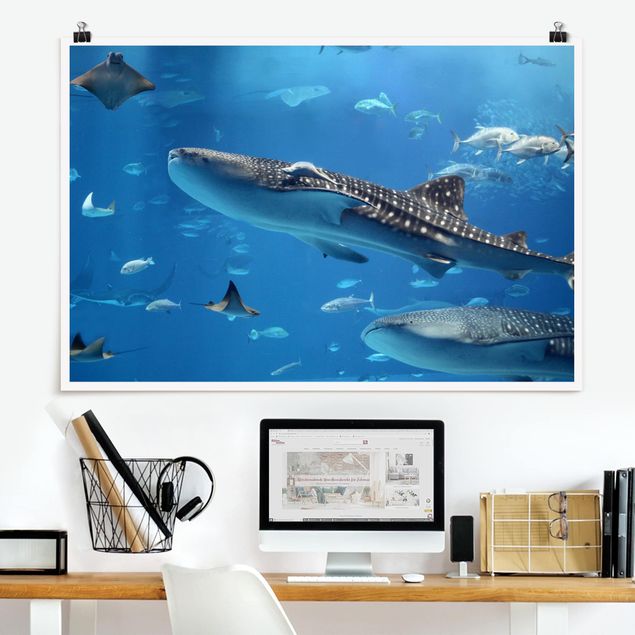 quadri con animali Pesce nel mare