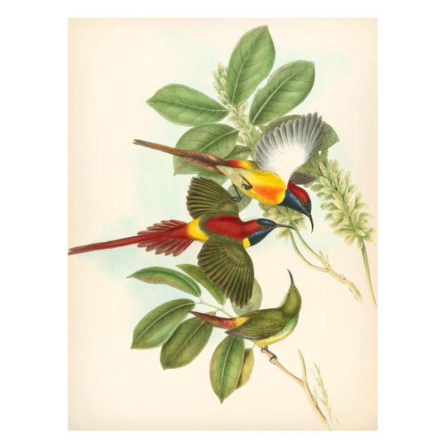 Lavagna magnetica per ufficio Illustrazione vintage Uccelli tropicali III
