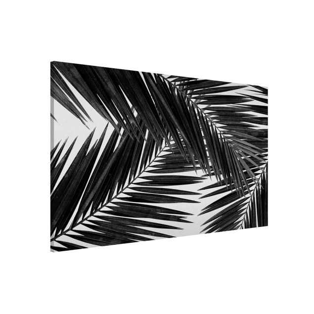 Lavagna magnetica per ufficio Vista tra le foglie di palme in bianco e nero