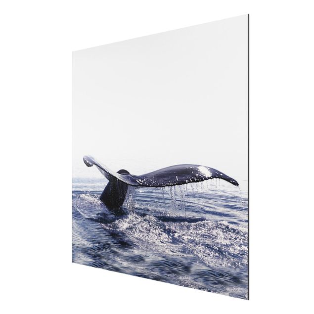 Stampa su alluminio - Canto delle balene in Islanda