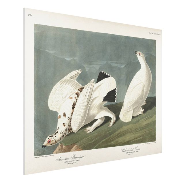 quadri con animali Bacheca Vintage pernice bianca nordica