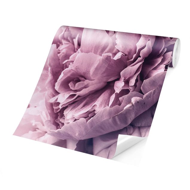 Carta da parati adesiva - Viola Peony Blossoms- Formato quadrato