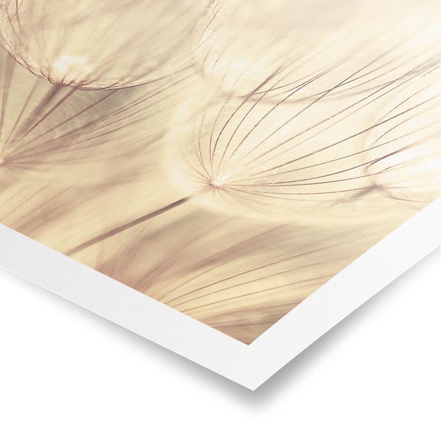 Poster - Dandelions close-up in tonalità seppia casalinga - Quadrato 1:1