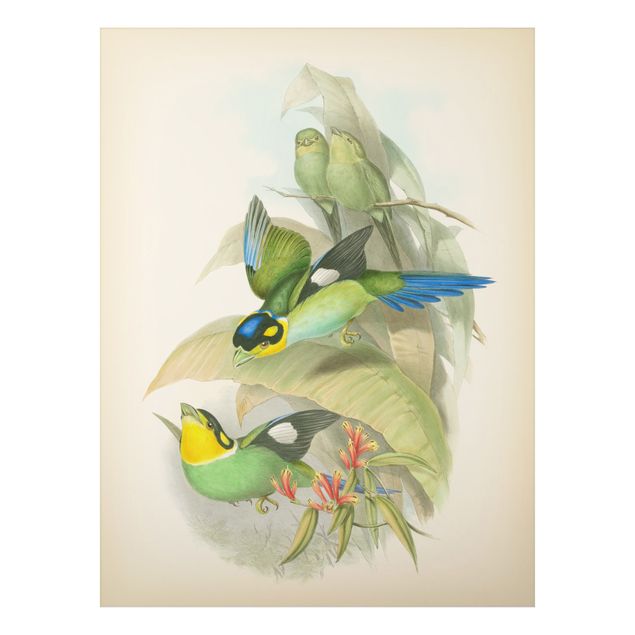 Stampa su alluminio spazzolato - Illustrazione Vintage Uccelli tropicali - Verticale 4:3