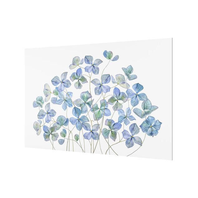 Paraschizzi in vetro - Blue Hydrangea Flowers