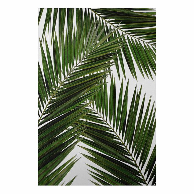 Stampa su alluminio - Scorcio tra foglie di palme verdi