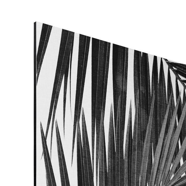 Stampa su alluminio - Scorcio tra foglie di palme in bianco e nero