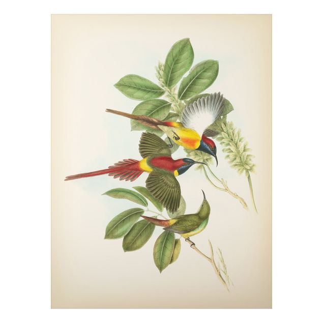 Stampa su alluminio spazzolato - Illustrazione Vintage Tropical Birds III - Verticale 4:3