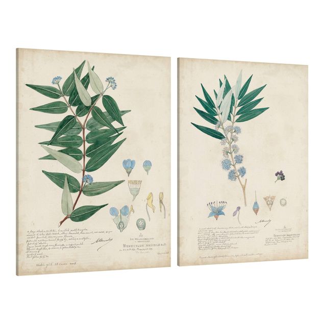 Quadri moderni per soggiorno Melastomataceae - Amabile e Angustifolium Set I